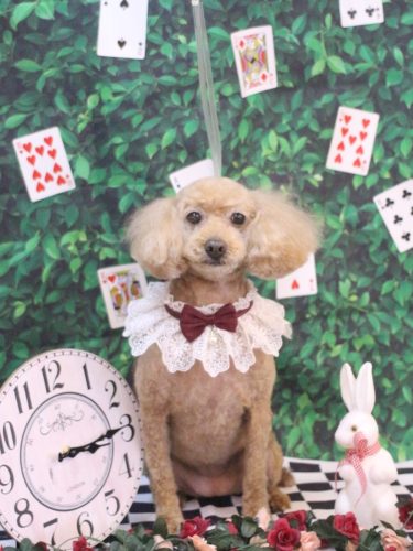 20250425りんごちゃん